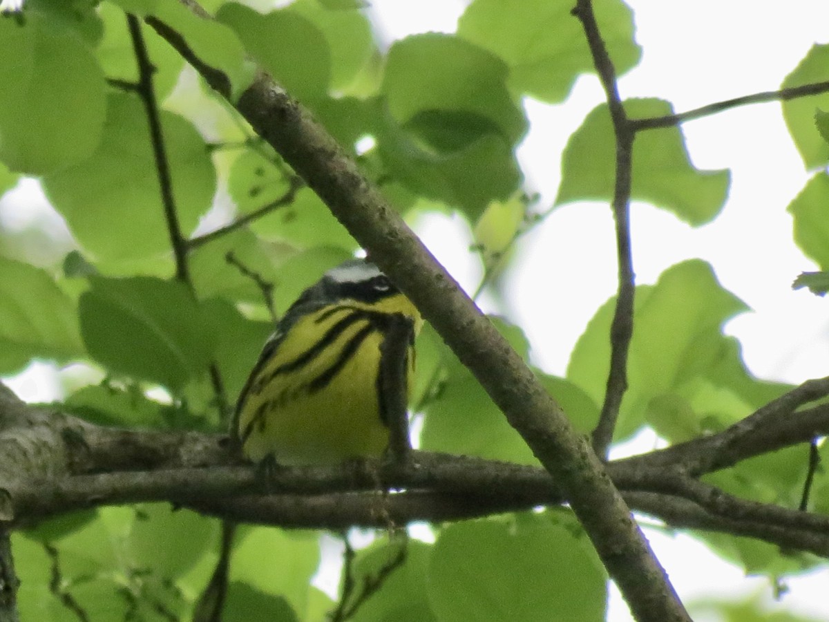 Magnolia Warbler - ML618975906