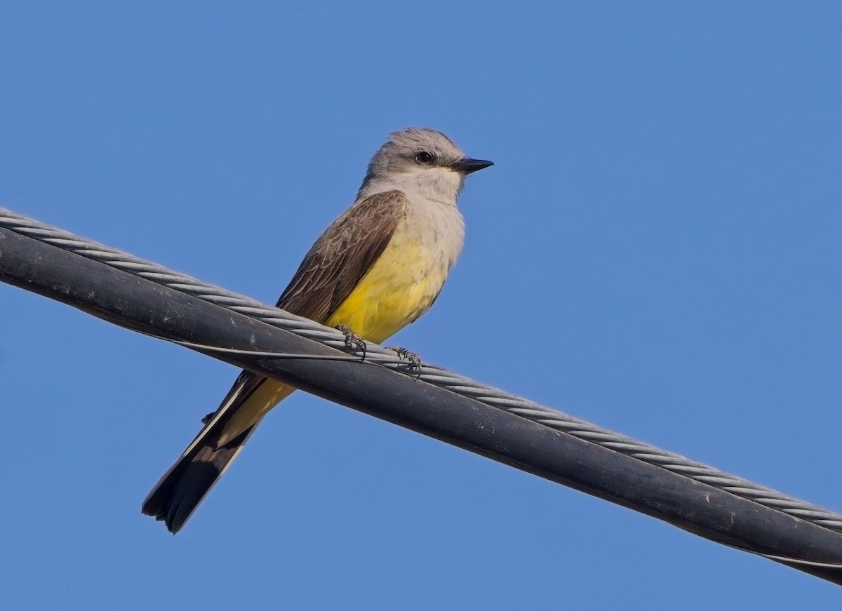 Western Kingbird - Blair Bernson