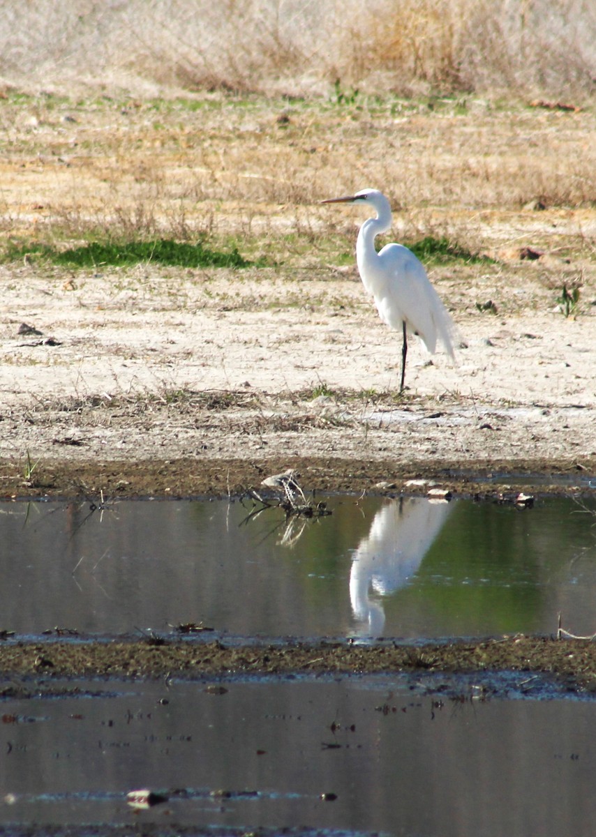 Great Egret - ML618975937