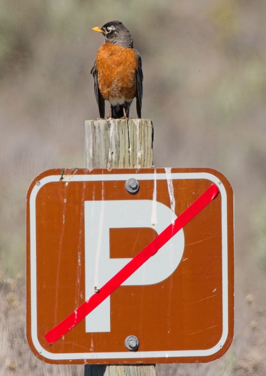 American Robin - Blair Bernson