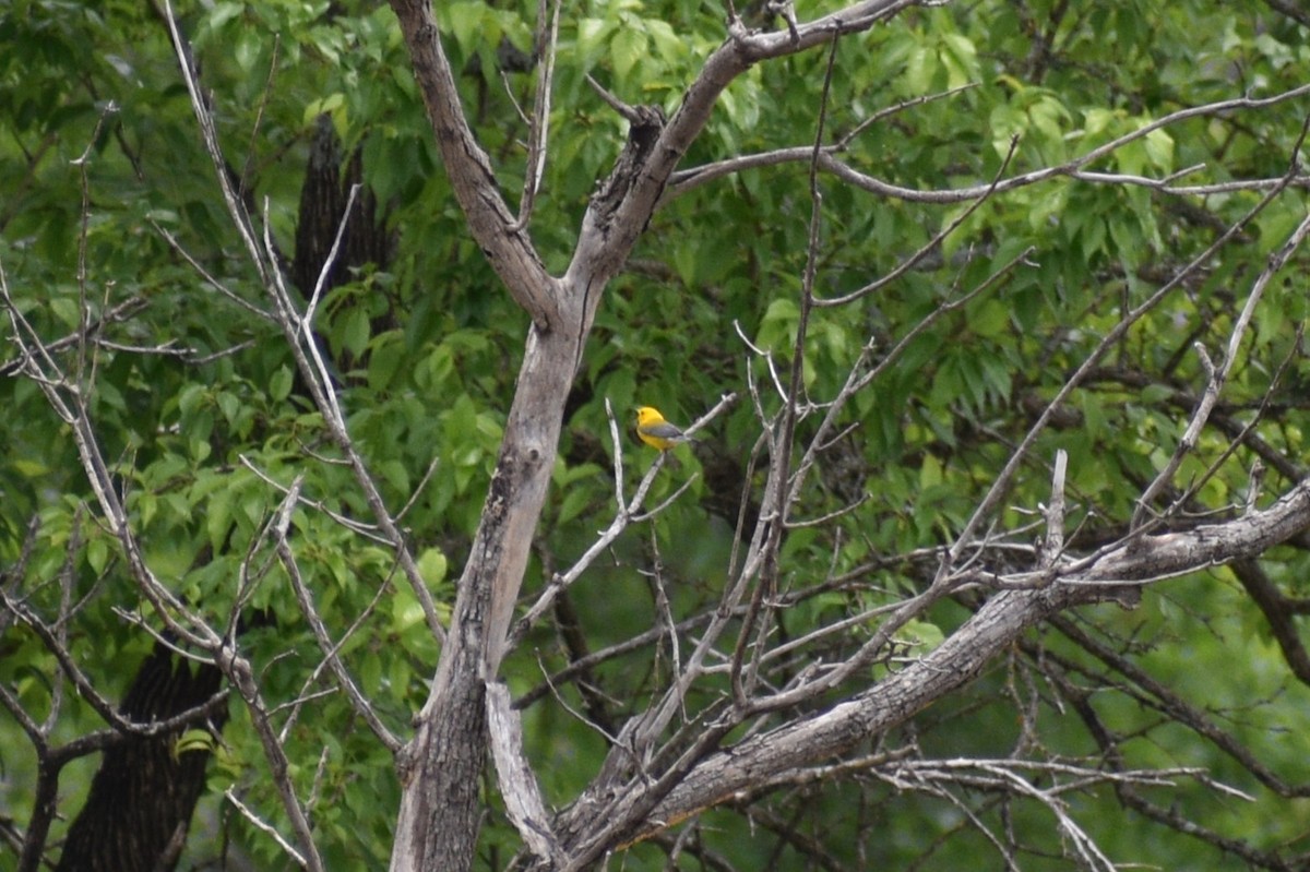 Prothonotary Warbler - Parker Allie