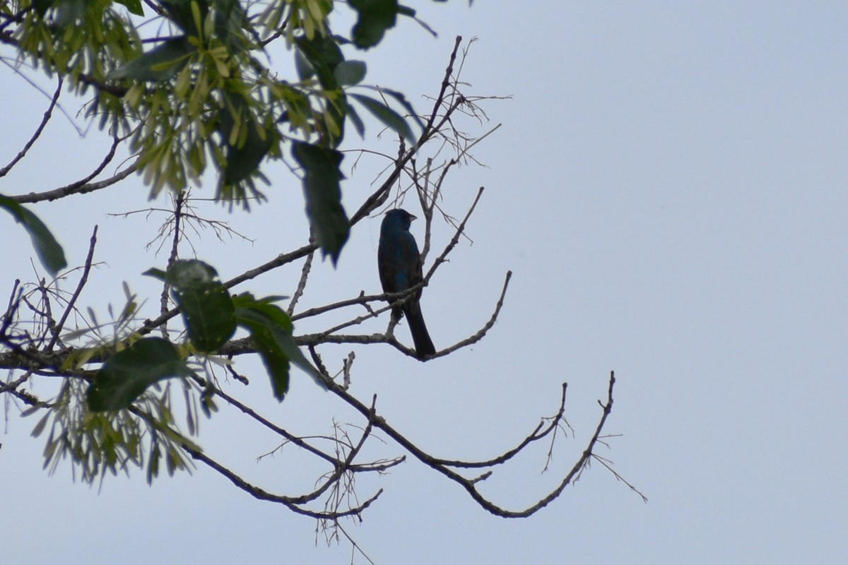 Indigo Bunting - Parker Allie