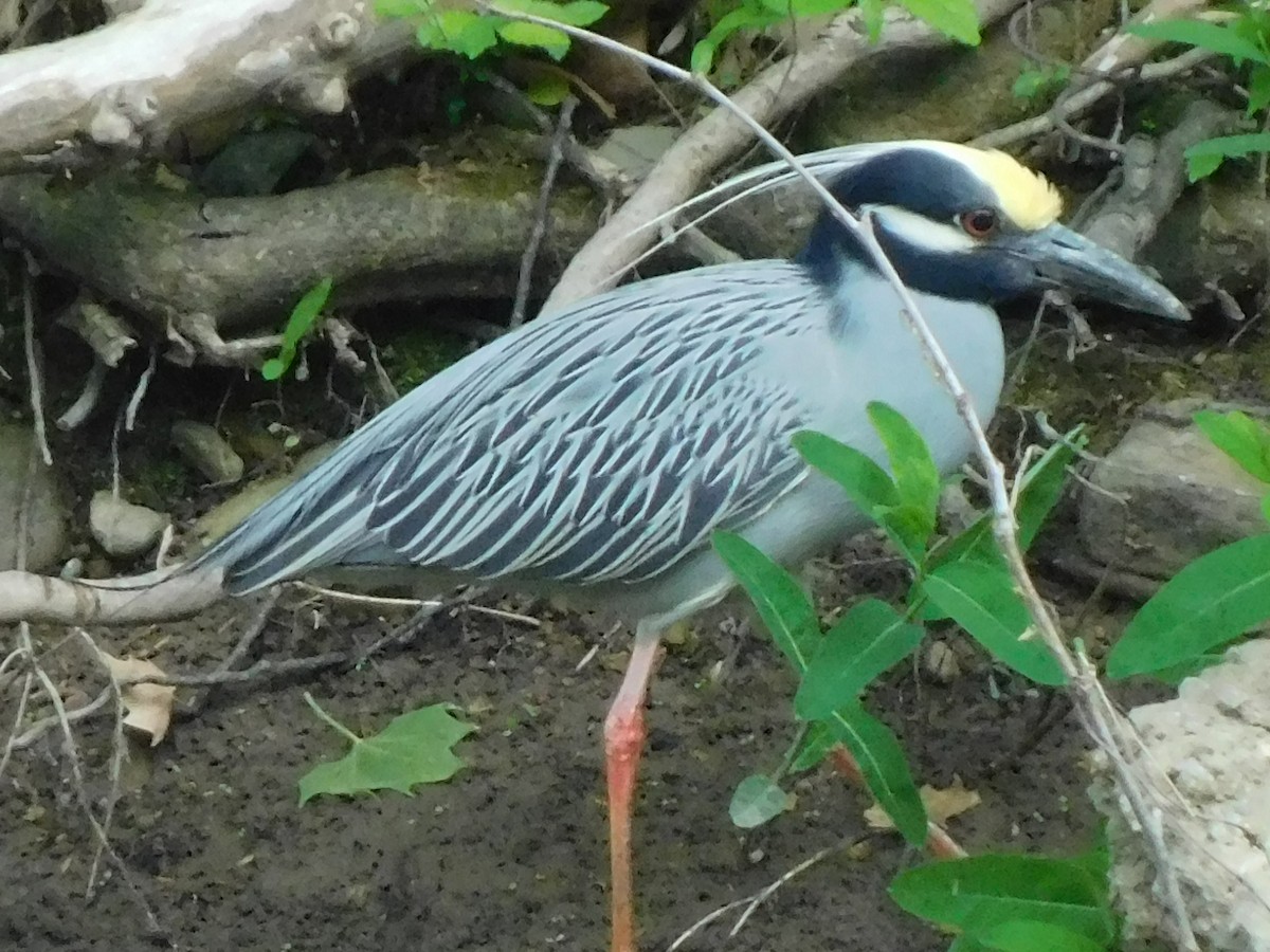 Yellow-crowned Night Heron - Billy Falls