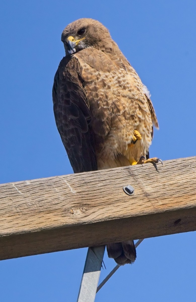 Swainson's Hawk - Blair Bernson