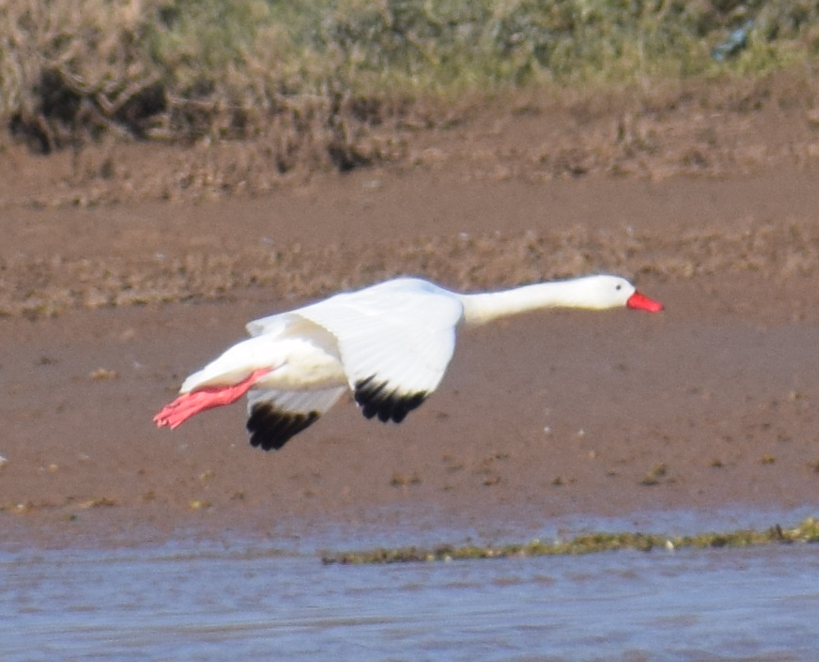 Coscoroba Swan - ML618975983