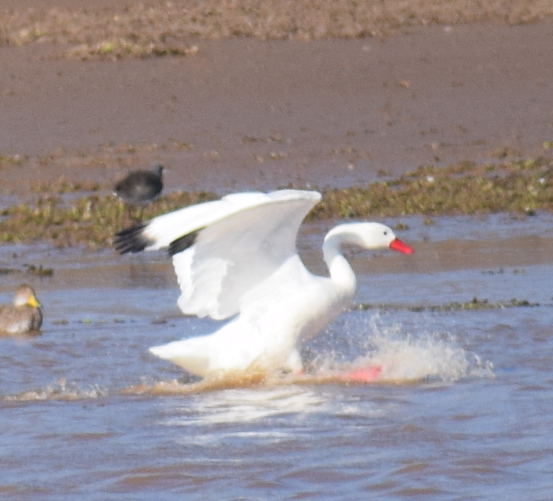 Coscoroba Swan - ML618975984