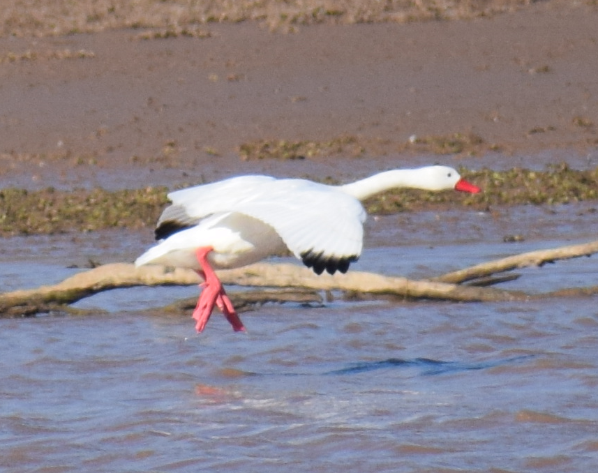 Coscoroba Swan - ML618975985