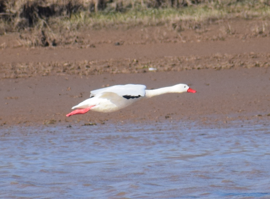 Coscoroba Swan - ML618975986