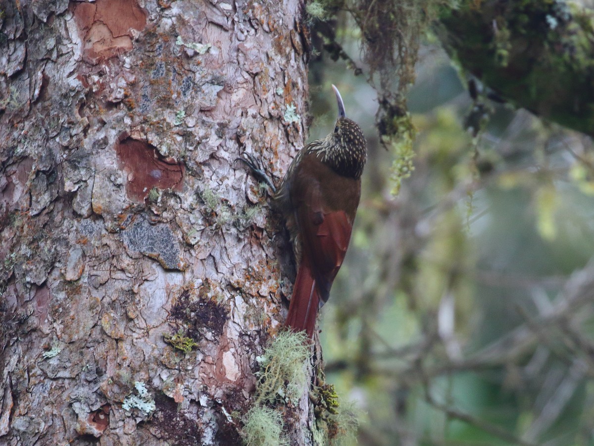Spot-crowned Woodcreeper - Keith Valentine