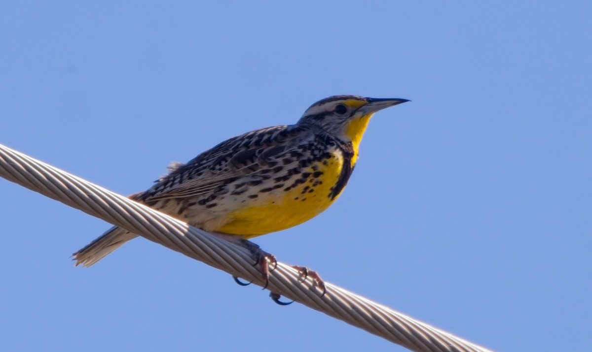 Western Meadowlark - Blair Bernson