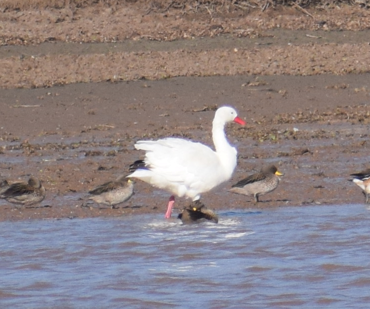 Coscoroba Swan - Felipe Undurraga