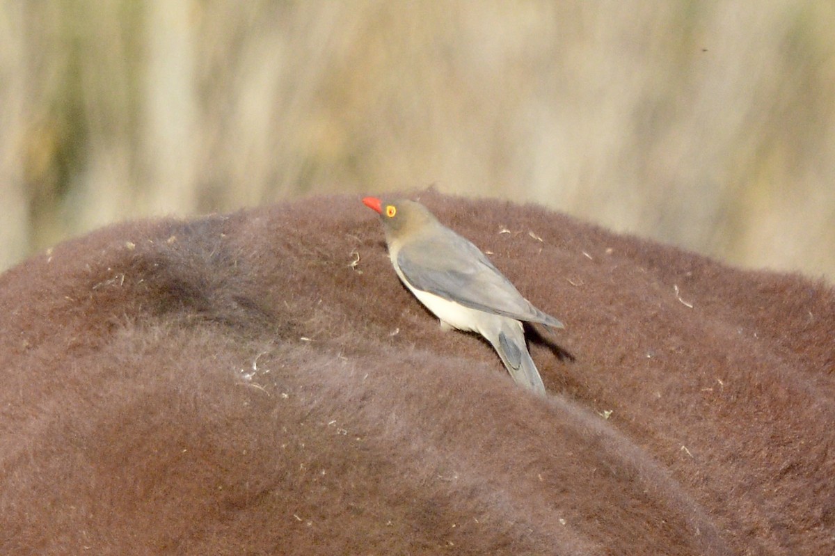 Red-billed Oxpecker - Sarel Snyman