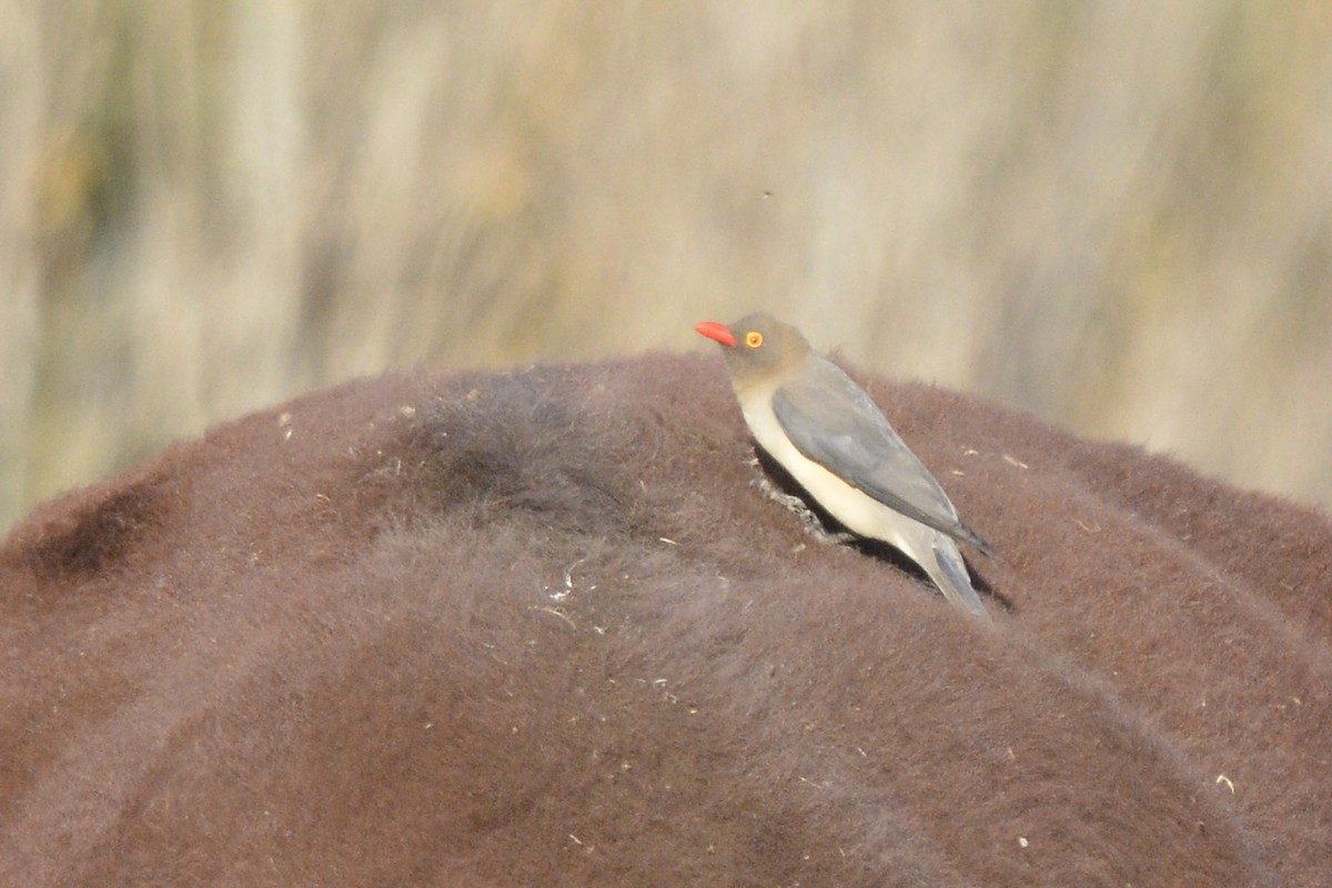 Red-billed Oxpecker - Sarel Snyman