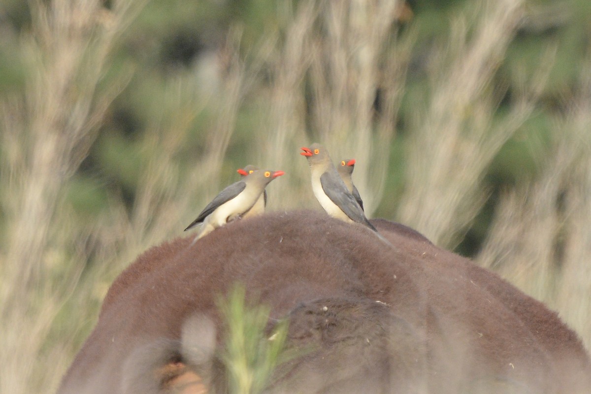 Red-billed Oxpecker - Sarel Snyman