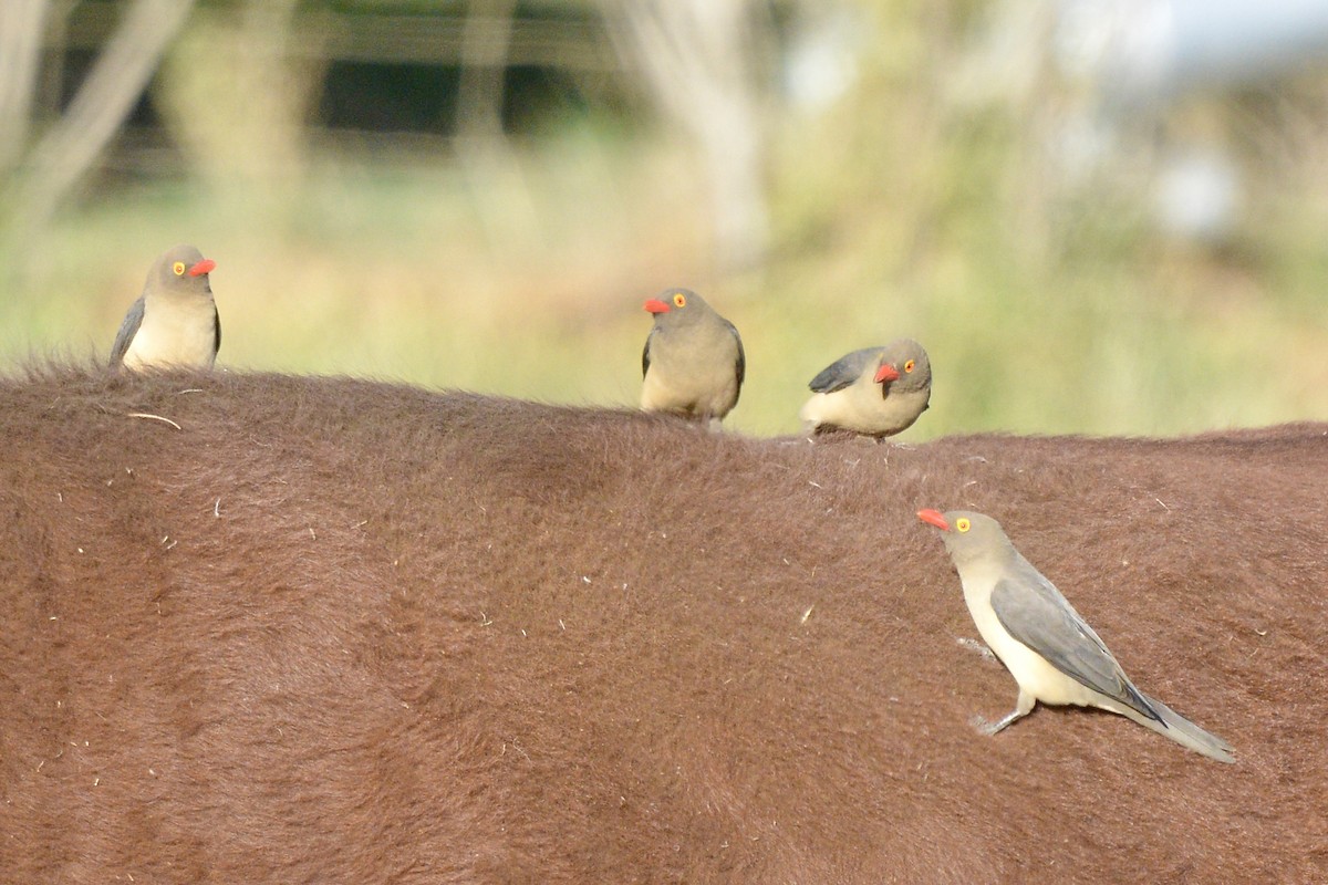 Red-billed Oxpecker - Sarel Snyman