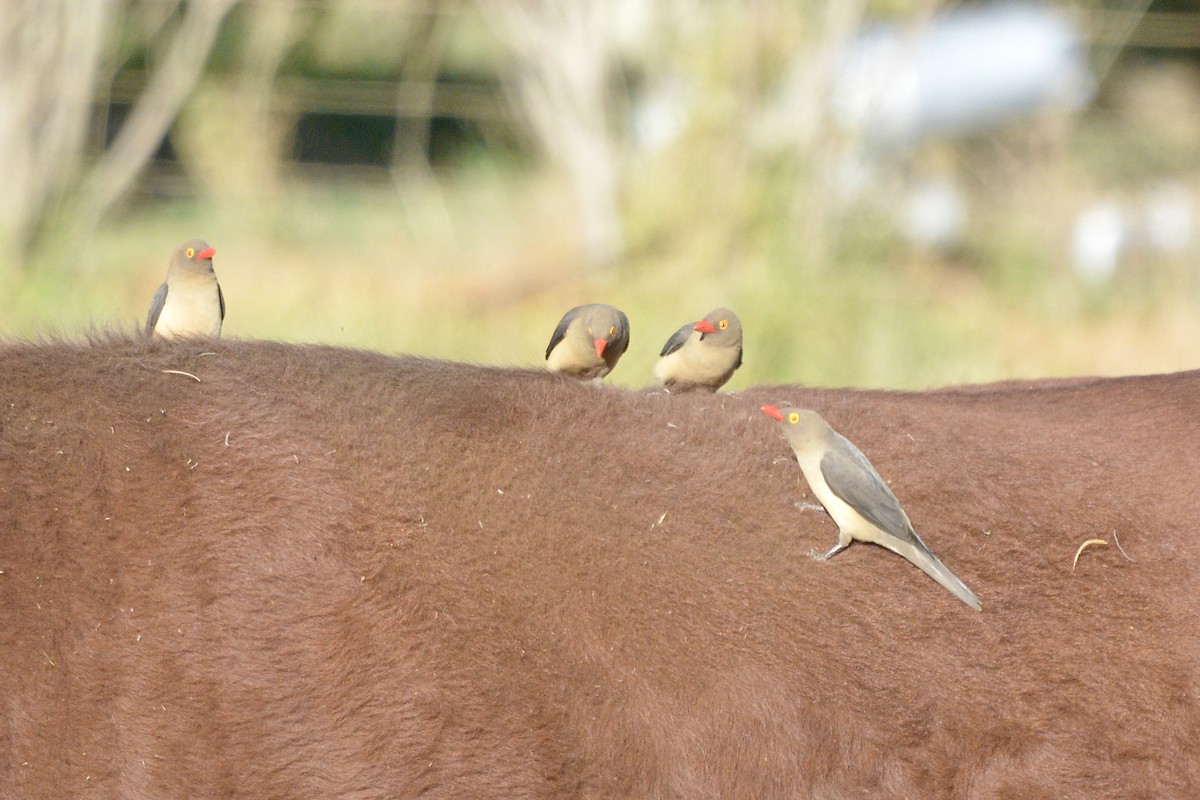 Red-billed Oxpecker - Sarel Snyman