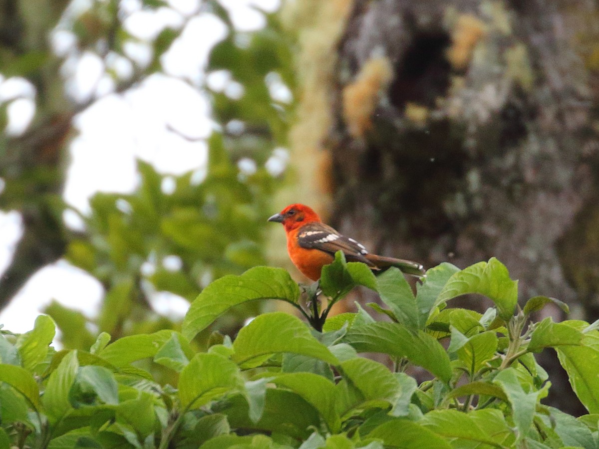Flame-colored Tanager - ML618976011