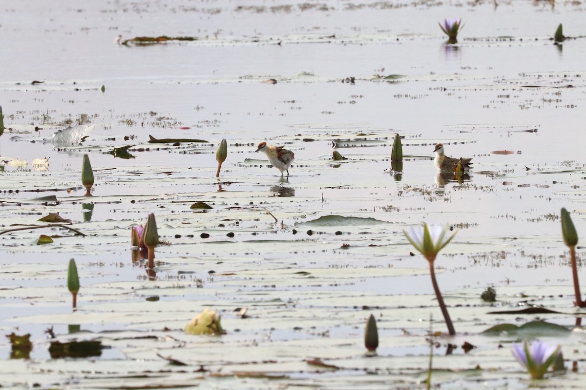 Lesser Jacana - Nyreen Roberts