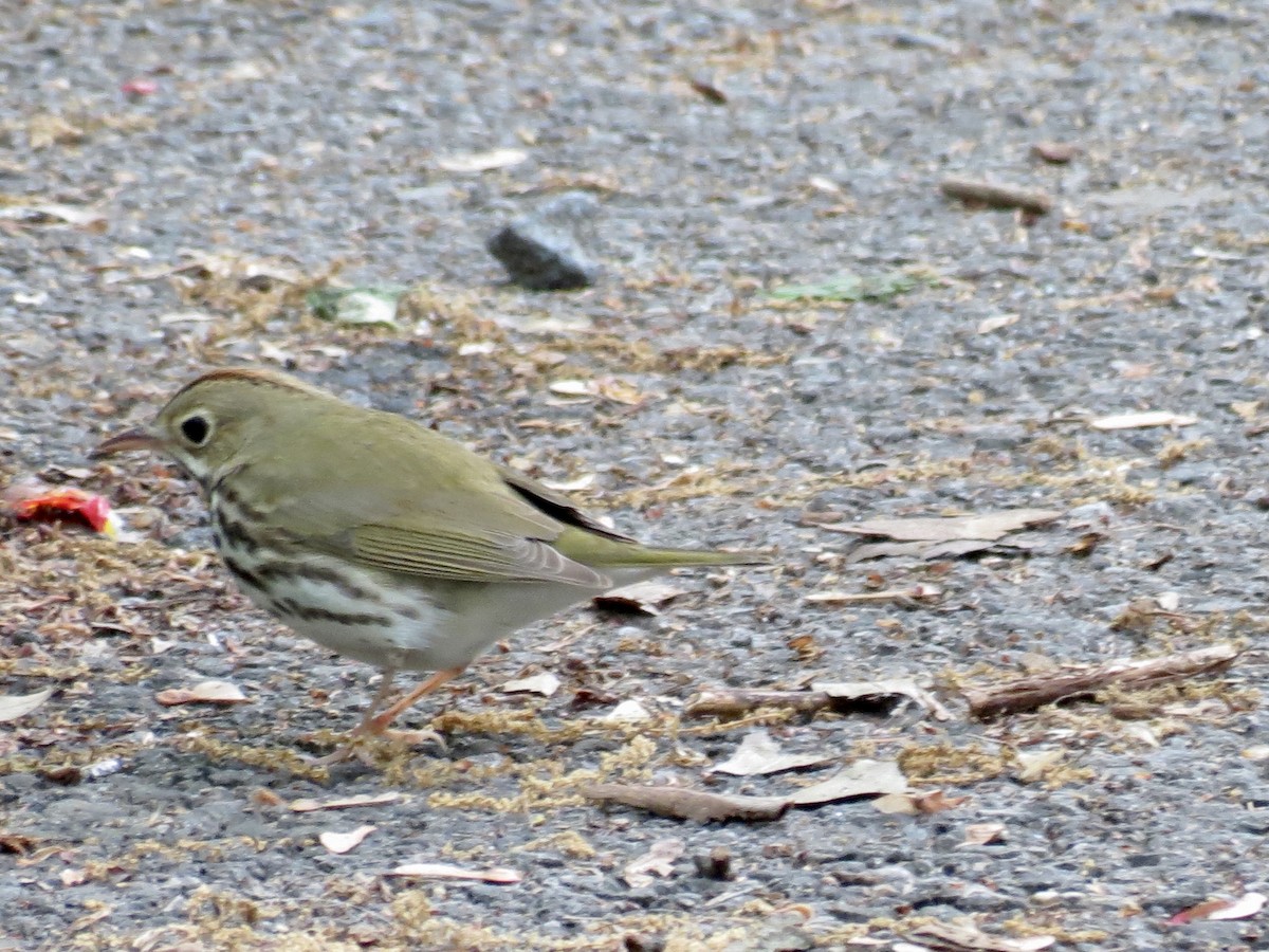 Ovenbird - ML618976066