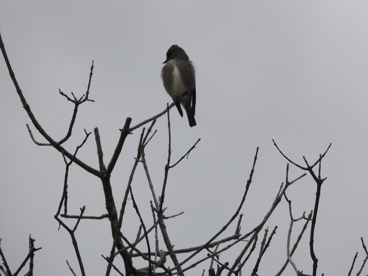 Olive-sided Flycatcher - Cole Sage