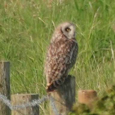 Short-eared Owl - ML618976072