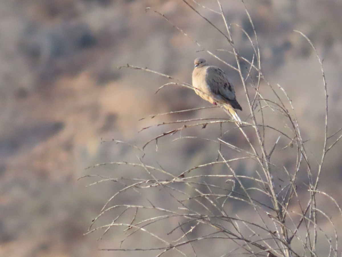 Eared Dove - ML618976079