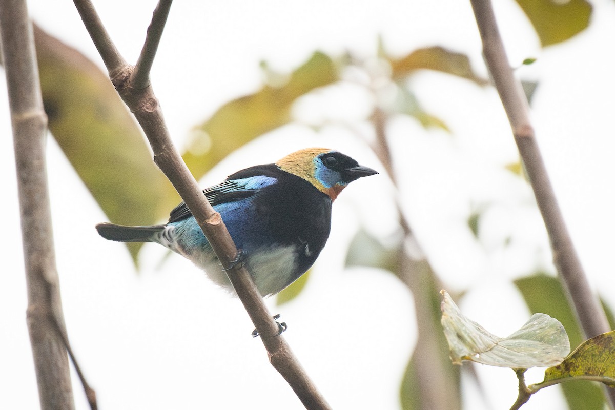 Golden-hooded Tanager - Isaiah Rowe