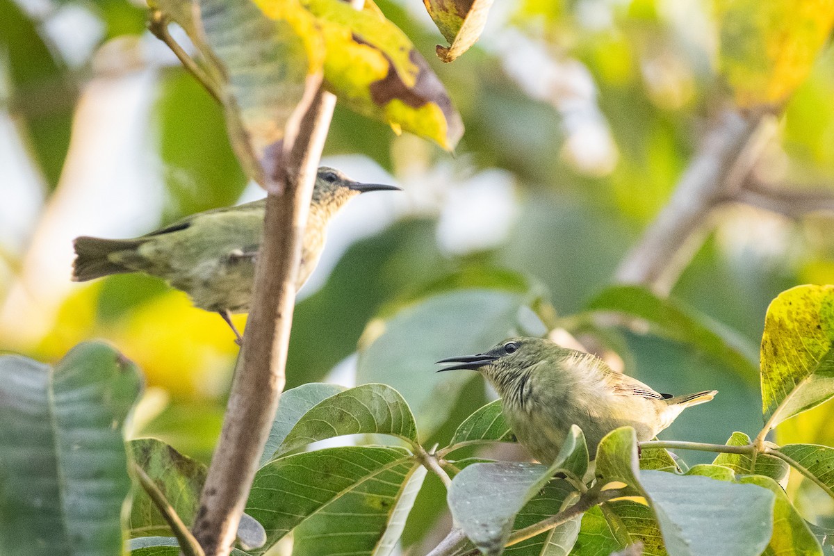 Red-legged Honeycreeper - ML618976094