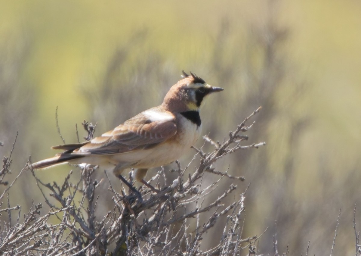 Horned Lark - Blair Bernson