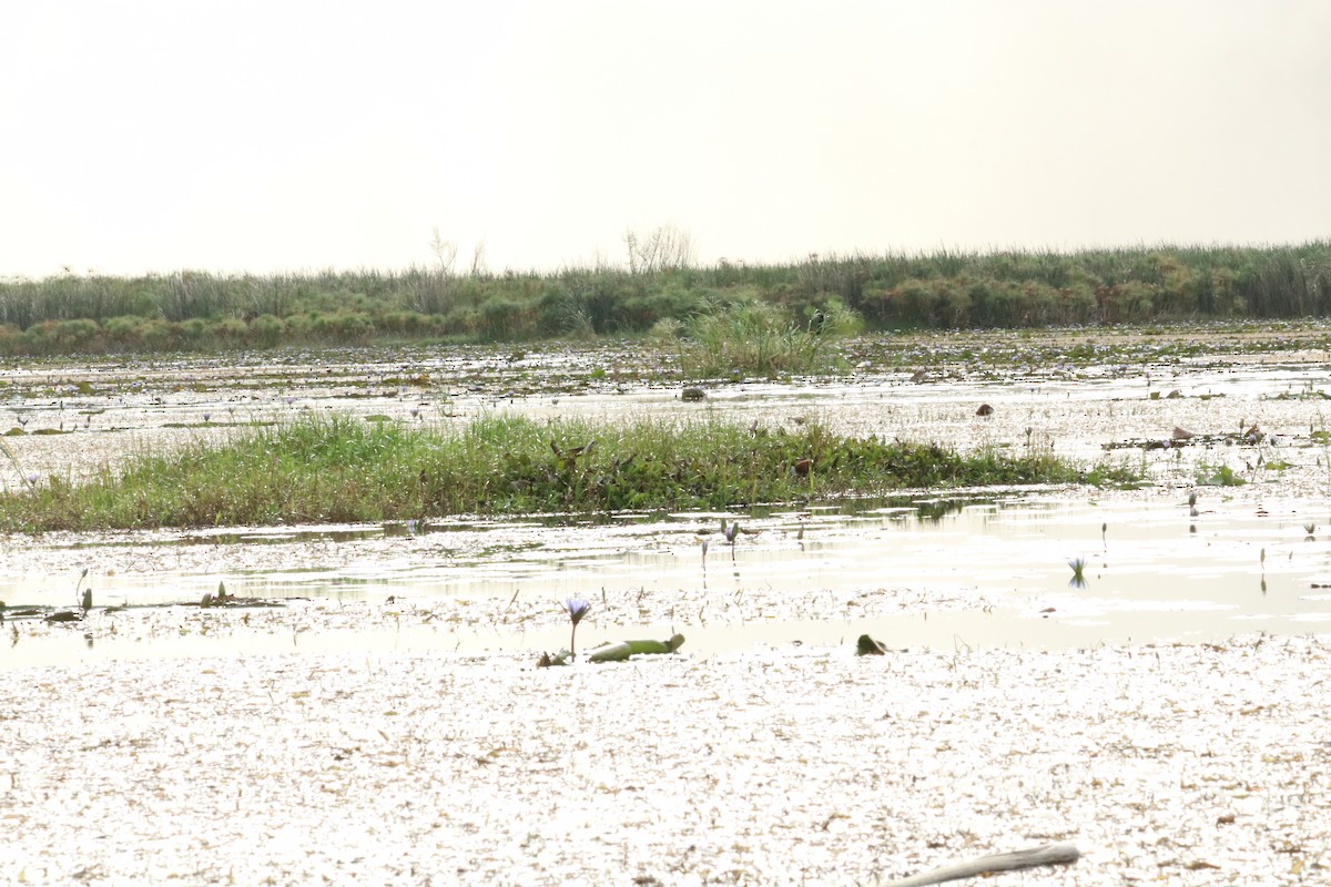 African Jacana - Nyreen Roberts