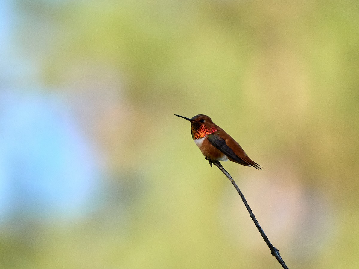 Rufous Hummingbird - Scott Ramos