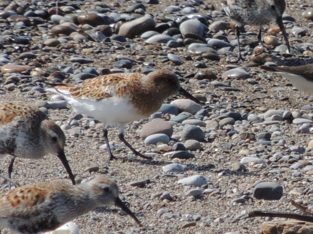 Sanderling - Seth Benoit