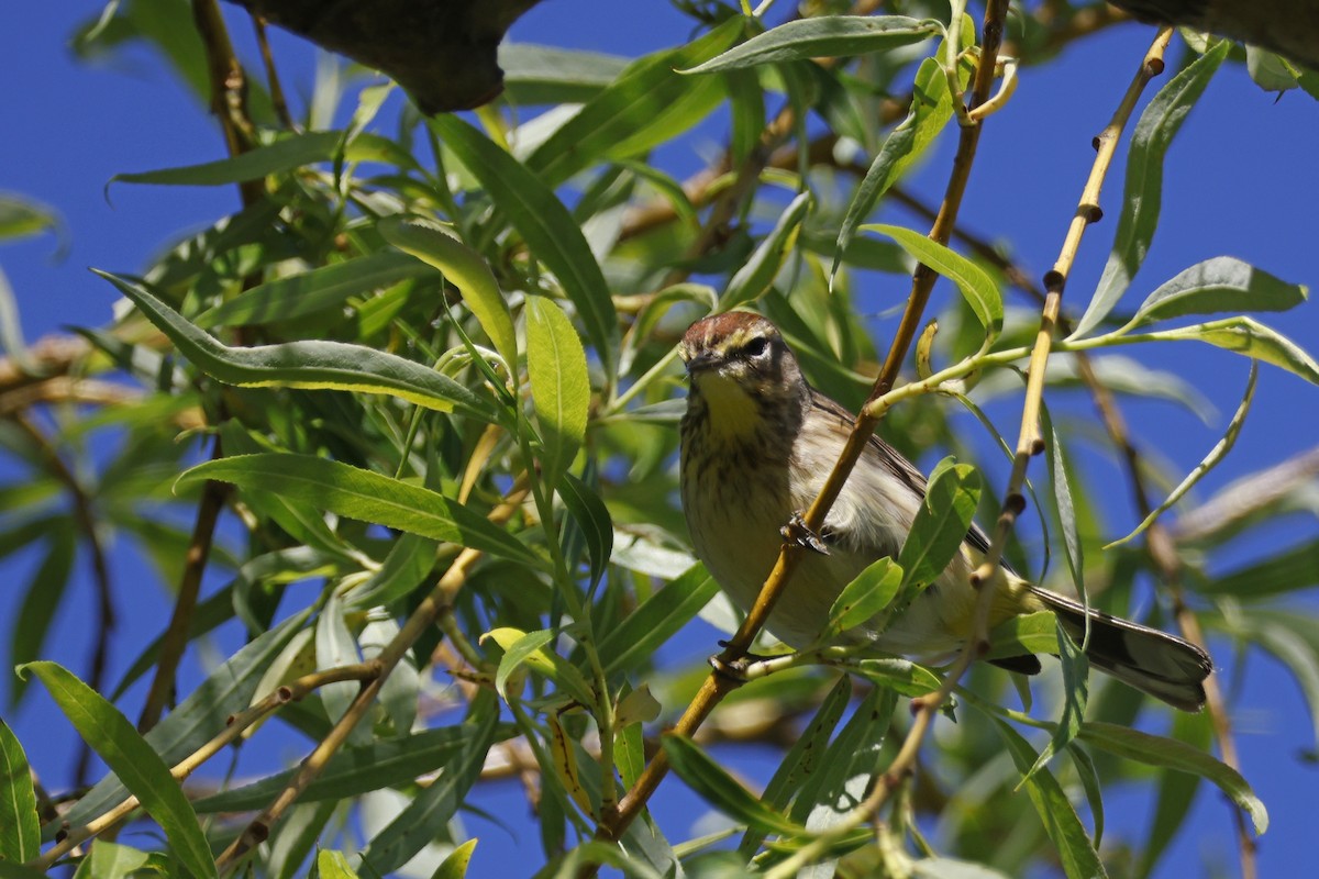 Palm Warbler (Western) - Larry Therrien