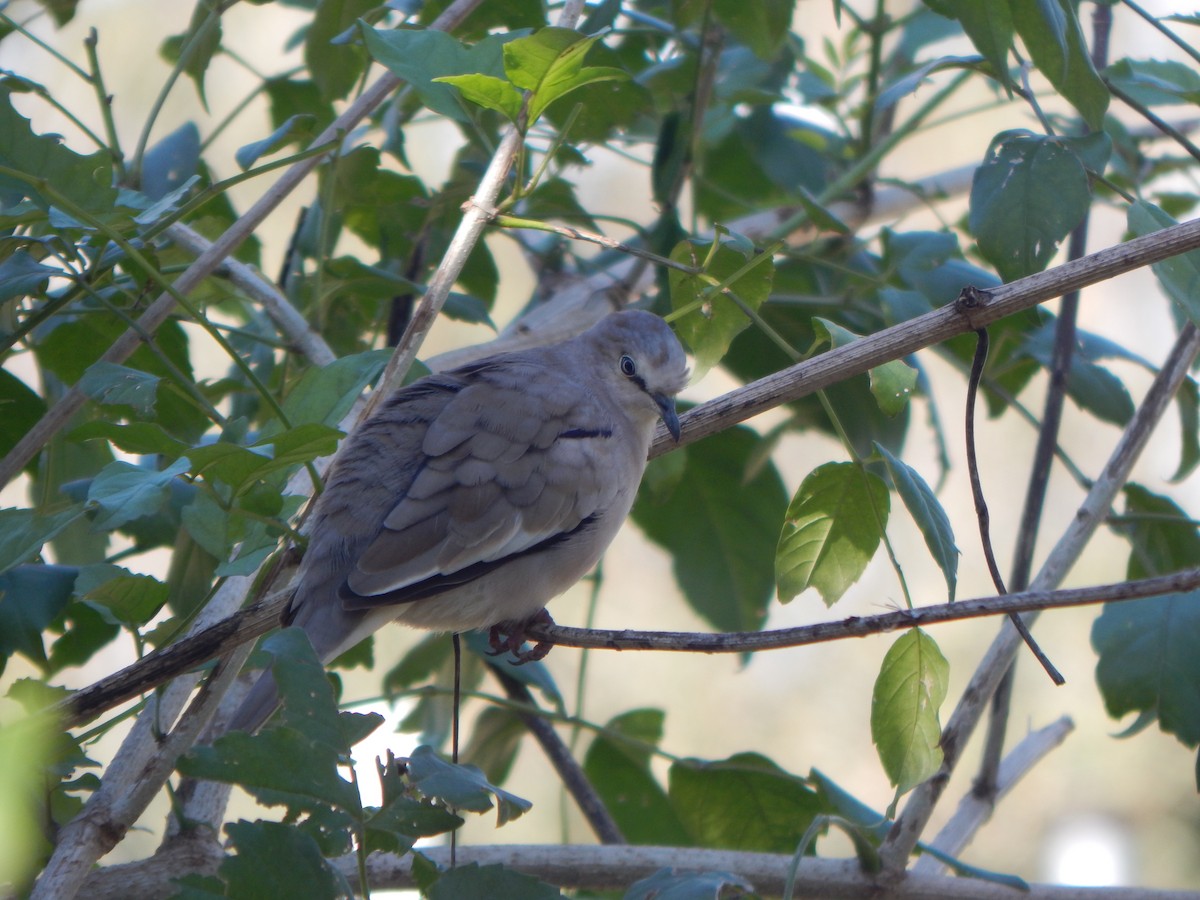 Picui Ground Dove - ML618976144