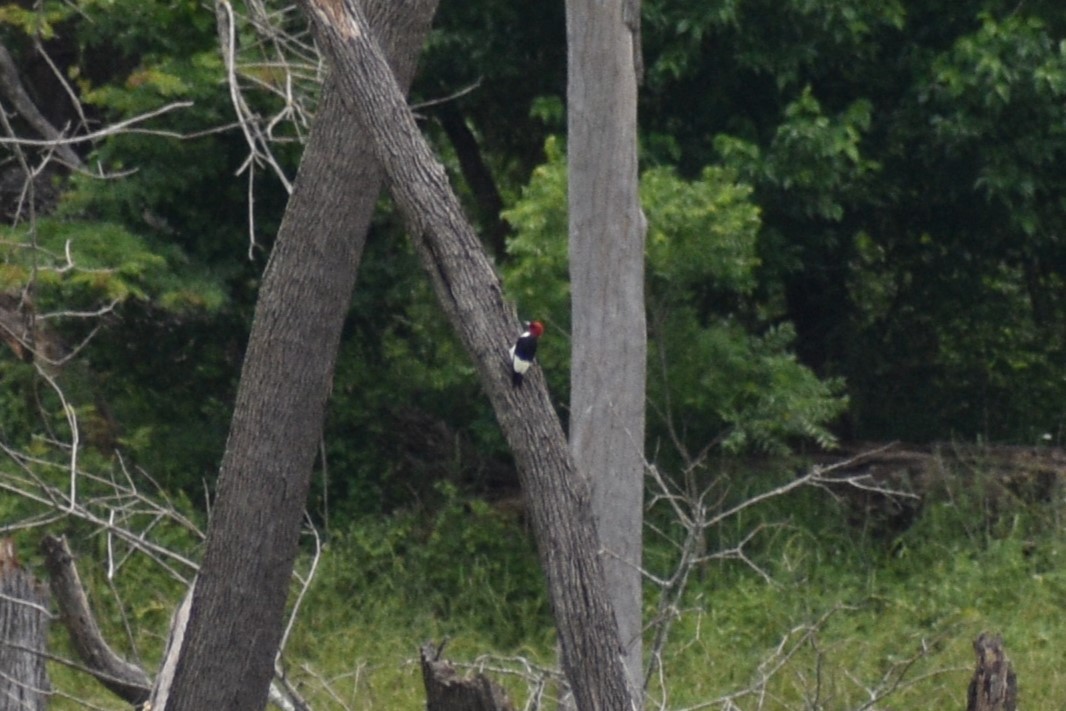 Red-headed Woodpecker - Parker Allie