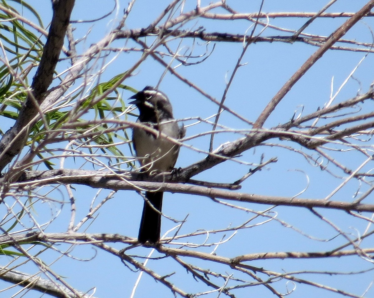 Black-throated Sparrow - ML618976159