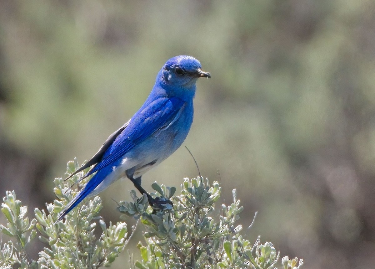 Mountain Bluebird - Blair Bernson