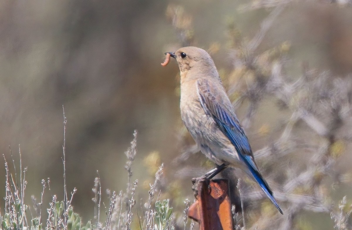 Mountain Bluebird - Blair Bernson