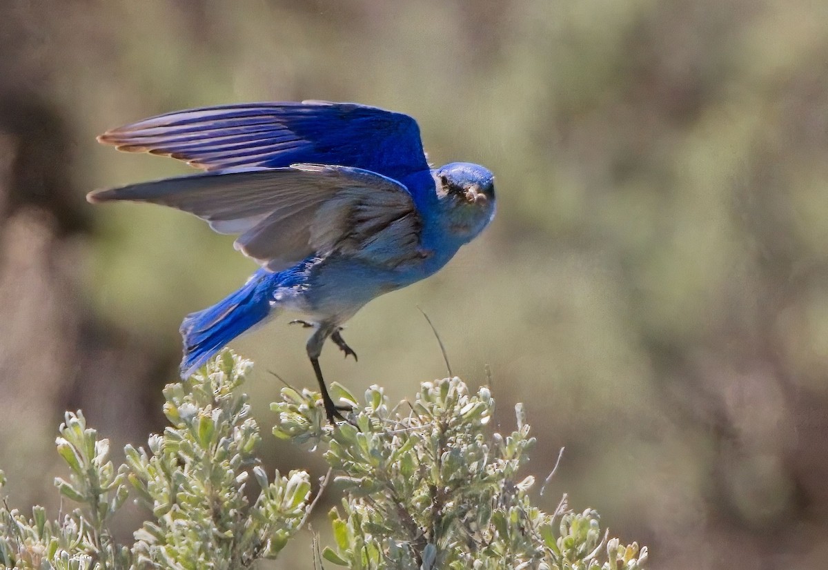 Mountain Bluebird - Blair Bernson