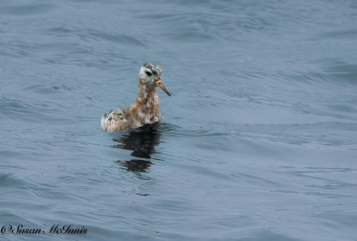 Red Phalarope - Susan Mac