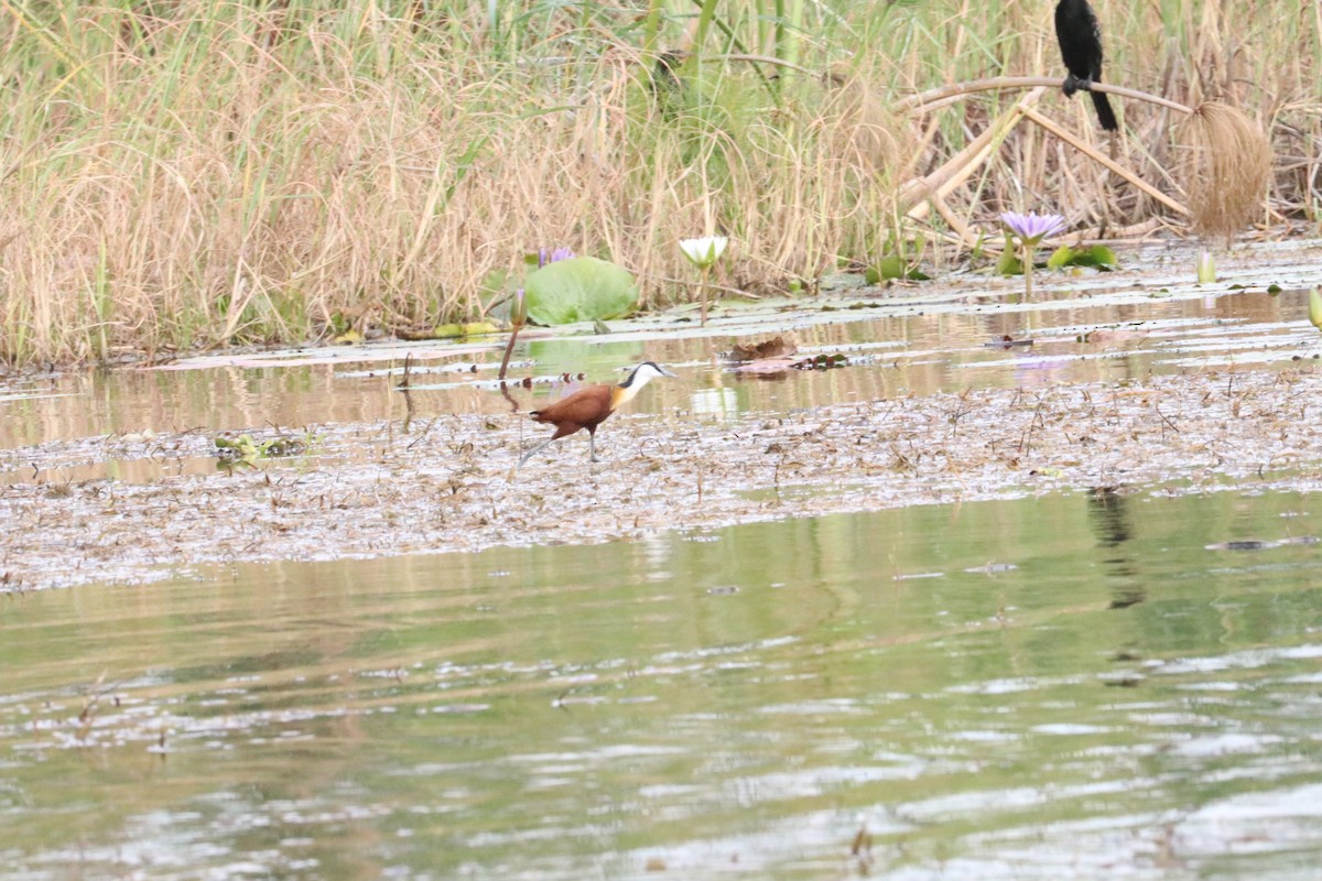 African Jacana - ML618976187