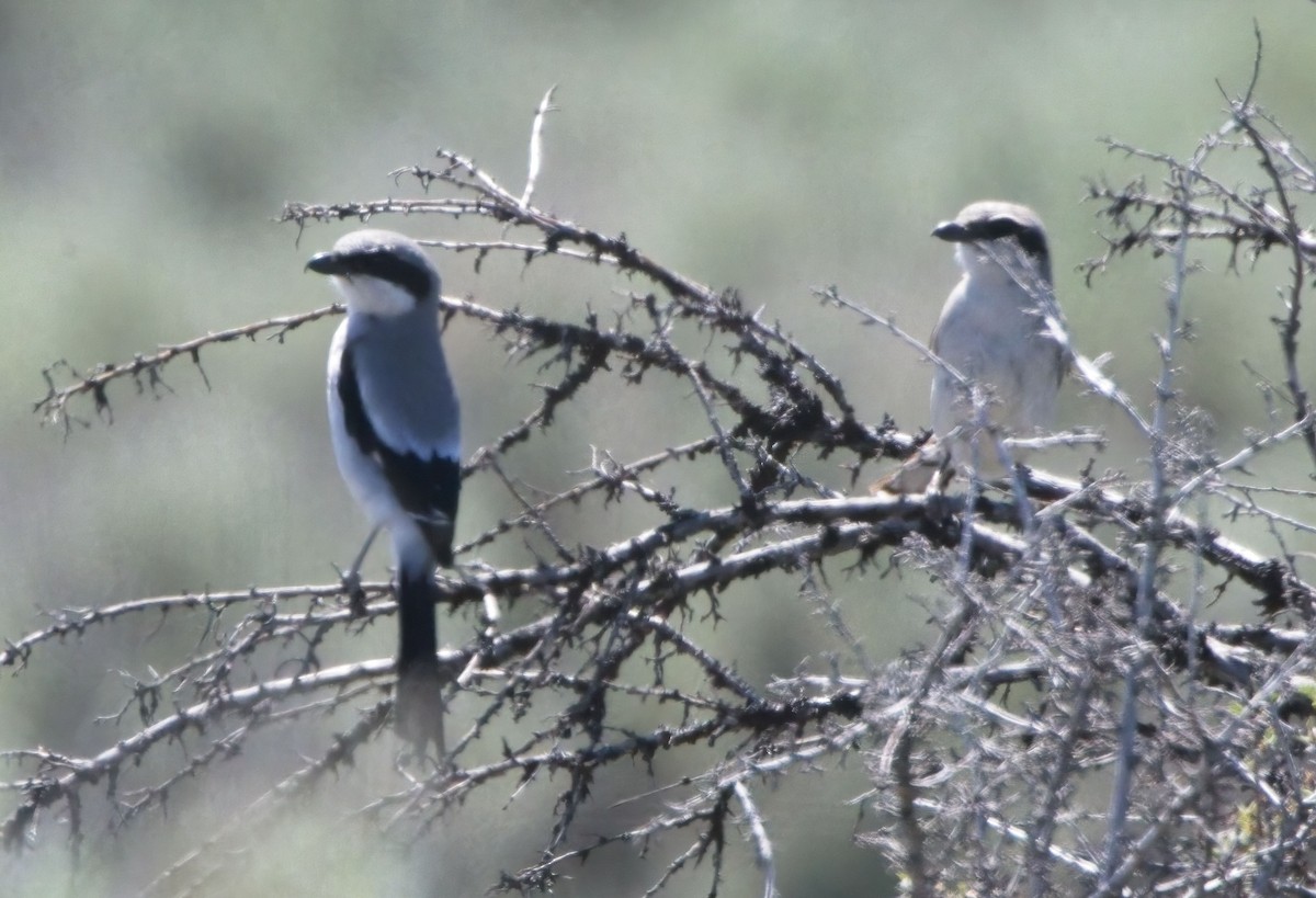 Loggerhead Shrike - Blair Bernson