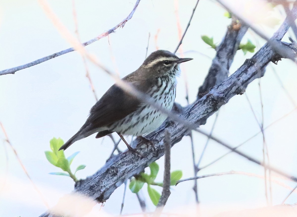 Northern Waterthrush - ML618976207