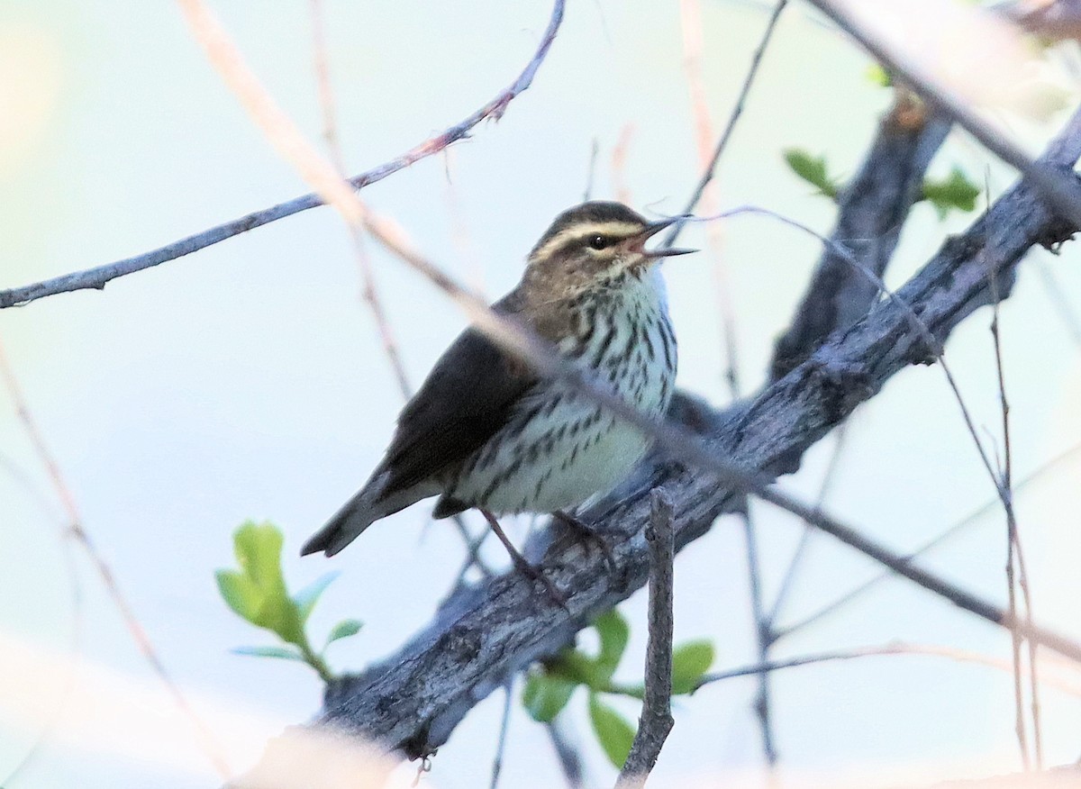 Northern Waterthrush - ML618976208