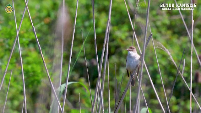 Great Reed Warbler - ML618976209