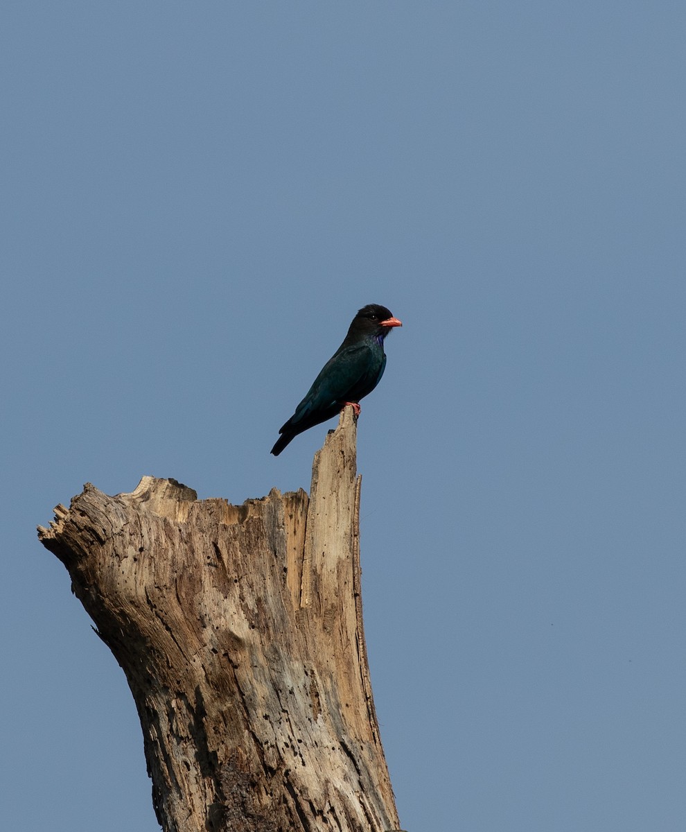 Dollarbird - ML618976215