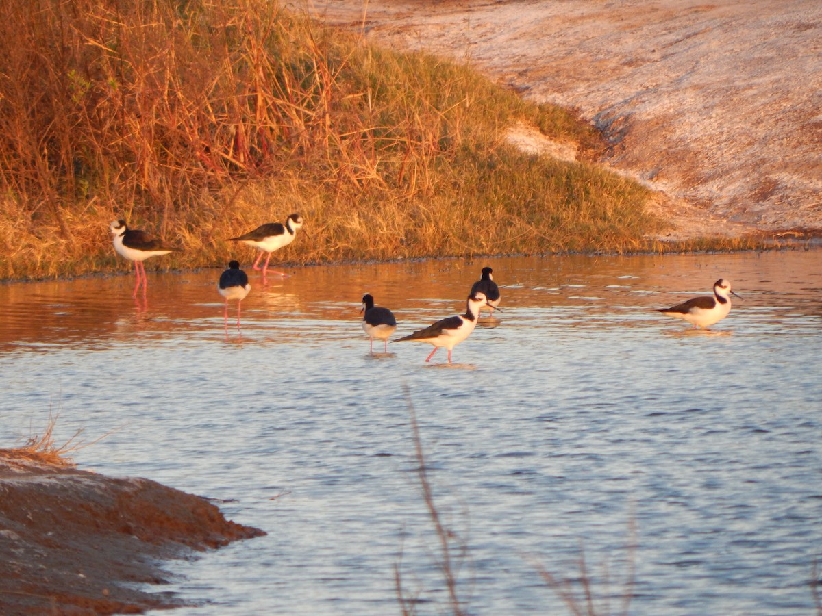 Black-necked Stilt - Bautista Cerminato