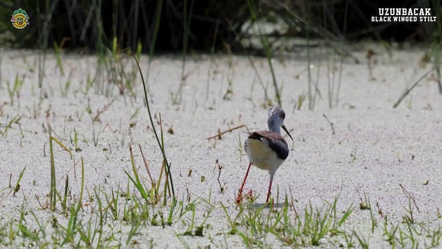 Black-winged Stilt - ML618976227