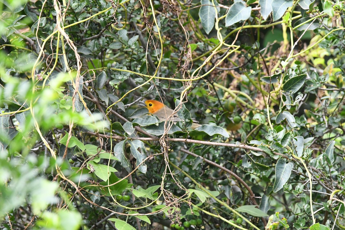 Orange-headed Tanager - Sebastián Dardanelli