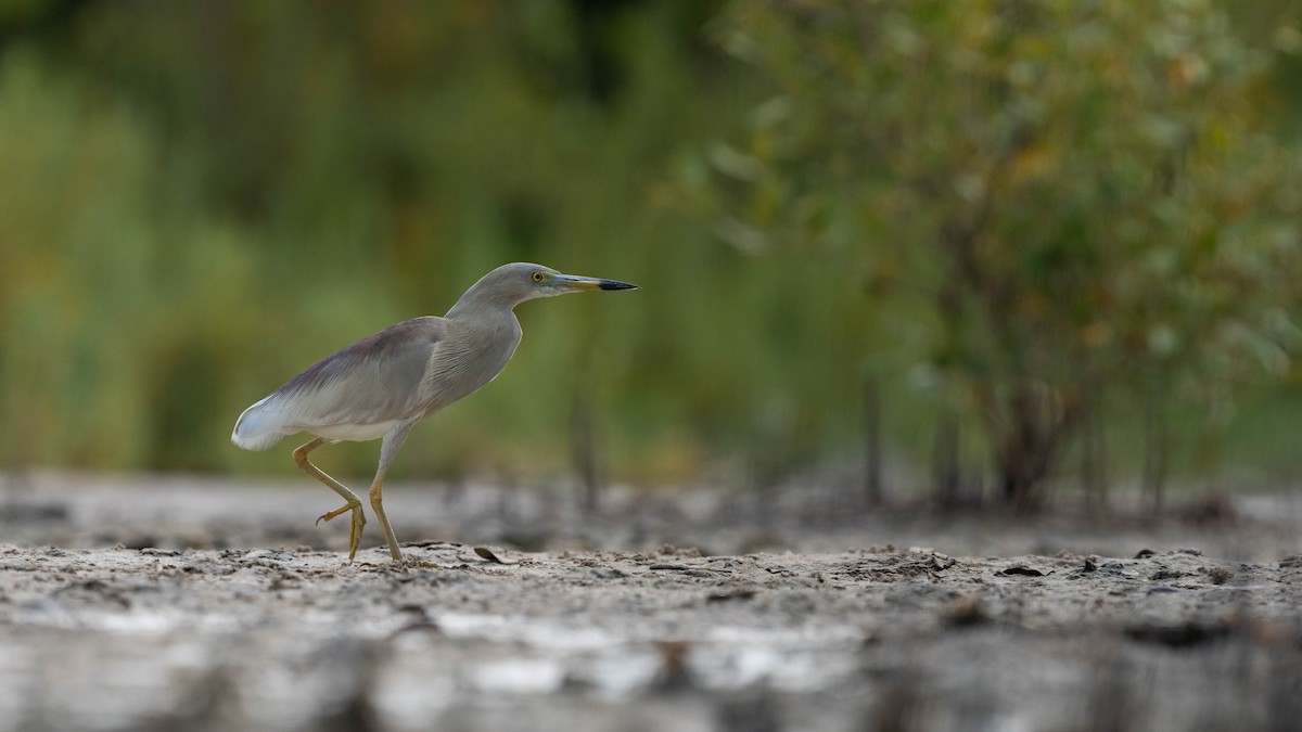 Indian Pond-Heron - ML618976251